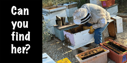 Equalizing Hives for a Strong Fall Flow