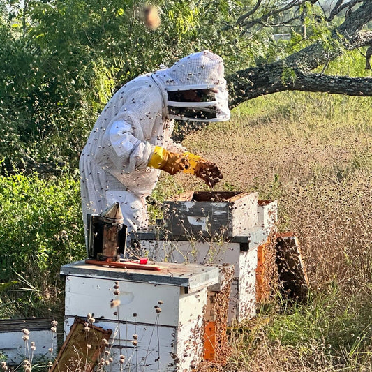 📖 This is a Robbery! — How to Pull Honey from Your Hives