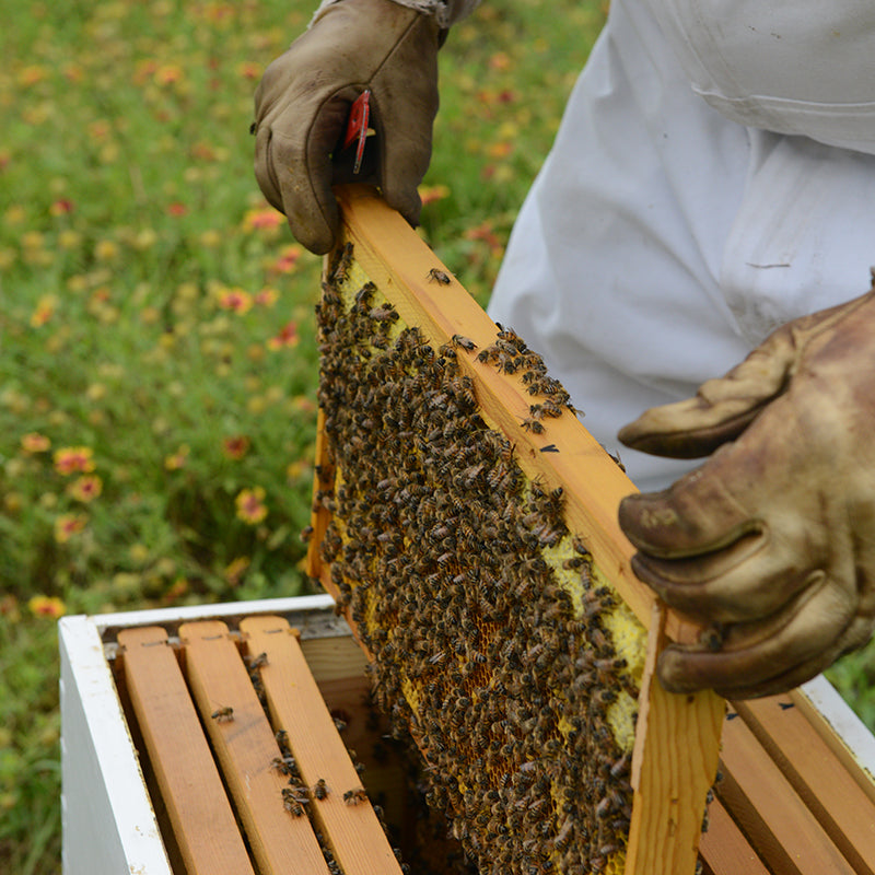 🐝 Bee Tour and Encounter – A Fun and Interactive Beekeeping Experience!