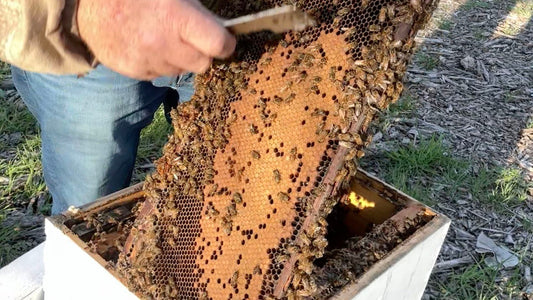 Small Hive Beetles Happen