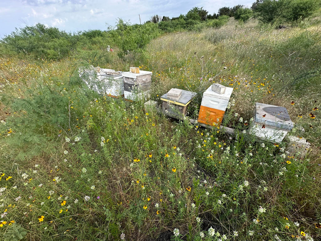 How Many Hives Do I Need to Get Ag Exemption in Texas?