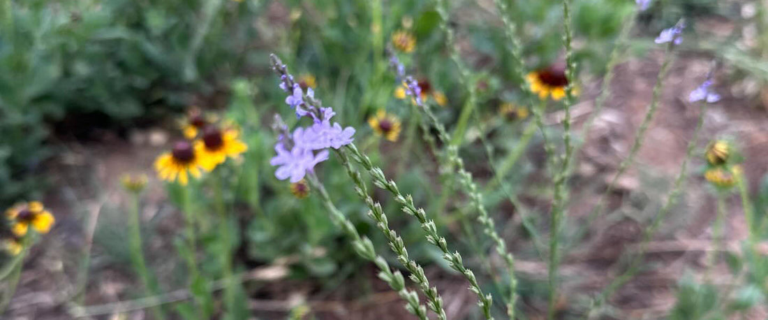 🐝 The Flow That Isn’t: Late May in the Bee Yard