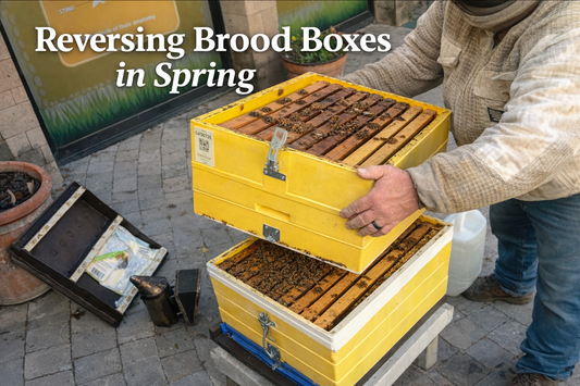 Movin' on Up! Reversing Brood Boxes in Spring