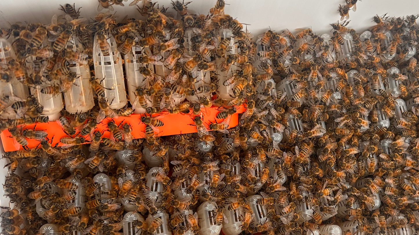 2026 VSH Mated Queen Pre-order (50% Down, April 2026 Pickup)